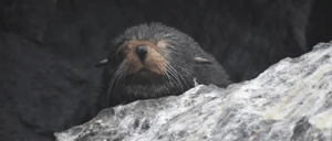 Galapagos Animals: Fur Seal-Go Galapagos