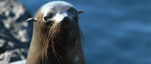 Galapagos Animals: Fur Seal Slider