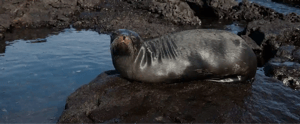 hero banner fur seal