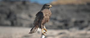 Landbirds-Galapagps animals: Galapagos Hawk at the Galapagos Island