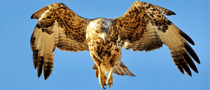 Landbirds- Galapagos aninalas: Galapagos Hawk flying