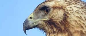 Landbirds- Galapagos aninalas: Galapagos Hawk