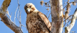 Landbirds- Galapagos aninalas: Galapagos Hawk on the three
