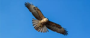Landbirds- Galapagos aninalas: Galapagos Hawk flying