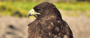 Landbirds- Galapagos aninalas: Galapagos Hawk at the Galapagos Island