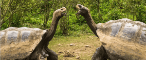 Galapagos animal: Two Galapagos Giant Tortoise at the Galapagos Island