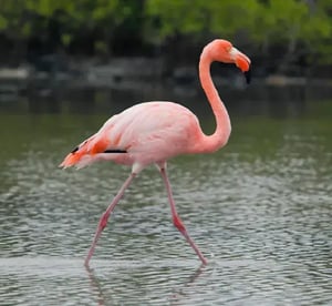 Landbirds, a Flamingo at the Galapagos Islands