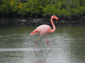 Galapagos animals - wildlife of the Galapagos Islands: Lanbirds