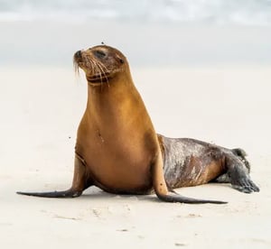 Mammals: a sea lion at the beach in the Galapagos Islands
