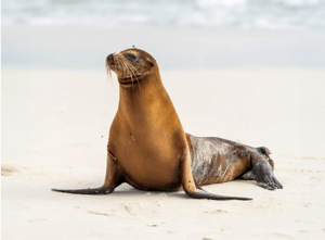 Galapagos animals - wildlife of the Galapagos Islands: Mammals