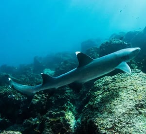 Galapagos animals - wildlife of the Galapagos Islands: Marine life