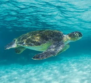 - Reptiles, a sea turtle at the Galapagos Islands