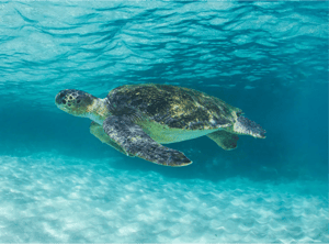 Galapagos animals - wildlife of the Galapagos Islands: Reptiles