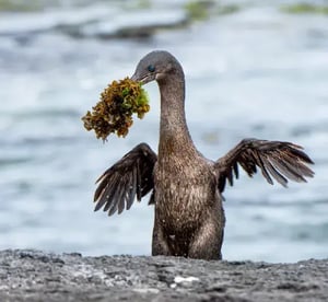 -Seabirds, a flightless cormorant at the Galapagos Island