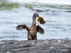 Galapagos animals - wildlife of the Galapagos Islands: Seabirds