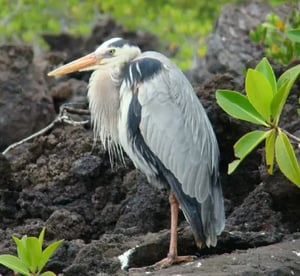 Shorebirds, a great blue heron at the Galapagos Islands