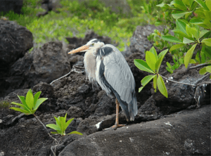Galapagos animals - wildlife of the Galapagos Islands: Shorebirds