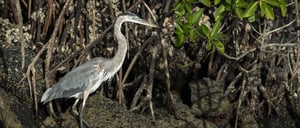 Galapagos Animals: Great Blue Heron walking