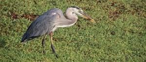 Galapagos Animals: Great Blue Heron walking in the Island