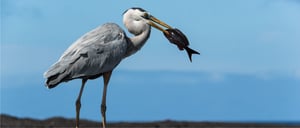 Galapagos Animals: Great Blue Heron eating a fish