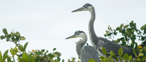 Galapagos Animals: Two great blue herons in a tree