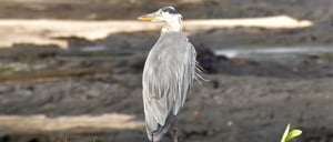 Galapagos Animals: Great blue heron observing its surroundings
