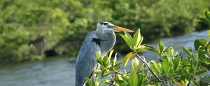 Great Blue Heron in the Galapagos Islands