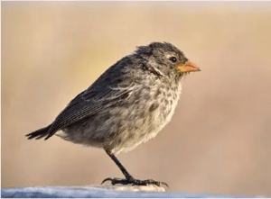 Landbirds - Galapagos animals: Darwin Finches