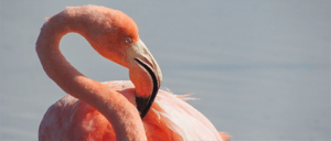 Galapagos Flamingo - Go Galapagos
