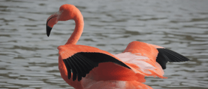 Galapagos Flamingo - View this specie in our itinerary