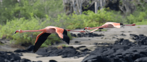 Galapagos Flamingo flying at the Galapagos Islands