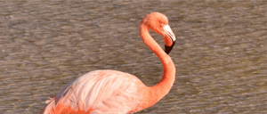 Galapagos Flamingo slider