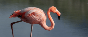 Galapagos Flamingo - Walking at the Galapagos Islands