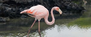 Galapagos Flamingo at the Galapagos Islands