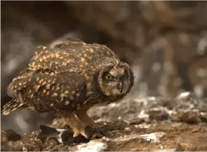 Landbirds - Galapagos animals: Galapagos Barn Owl