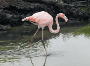Landbirds - Galapagos animals: Galapagos Flamingo