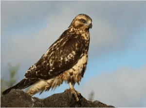 Landbirds - Galapagos animals: Galapagos Hawk