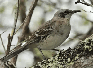 Landbirds - Galapagos animals: Mockingbird