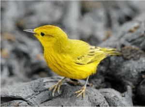 Landbirds - Galapagos animals: Yellow Warbler