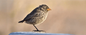Landbirds - Galapagos animals: Darwin finch