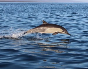 Mammals - Galapagos animals : Dolphins