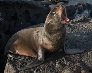 Mammals - Galapagos animals: Fur seal
