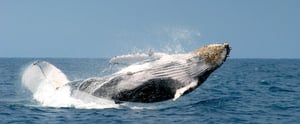 Mammals - Galapagos animals: Whale