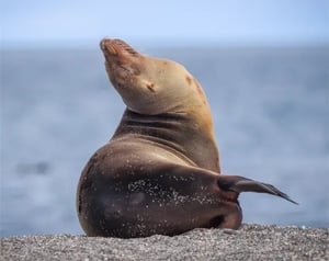 Mammals - Galapagos animals: Sea lion