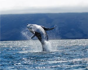 Mammals-Galapagos animals: Whales
