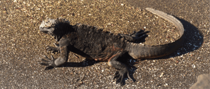 Galapagos Animals: Marine Iguana-Go Galapagos
