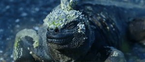 Galapagos Animals: Marine Iguana