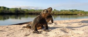 Galapagos Animals: Two marine iguanas walking on the sand.