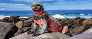 Galapagos Animals: Marine iguana resting on a rock