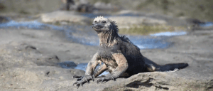 Galapagos Animals: Marine Iguana-Slider